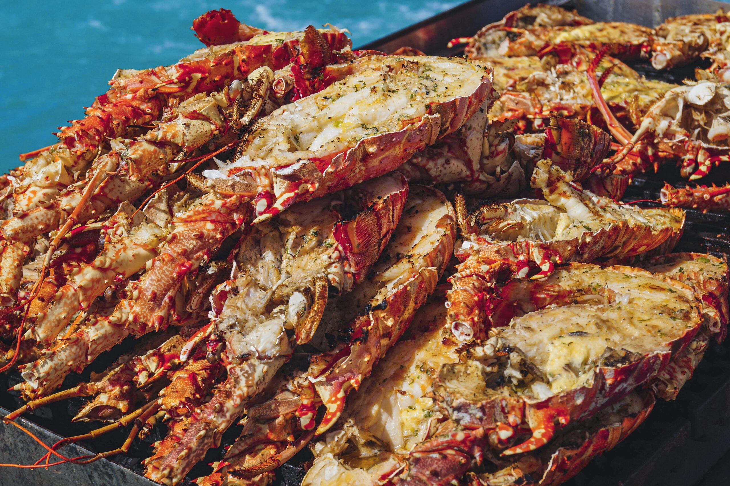 Grilled Caribbean lobsters