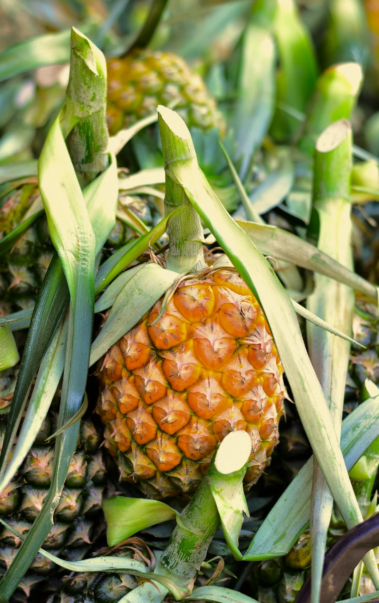 Pineapple growing among spiky green leaves