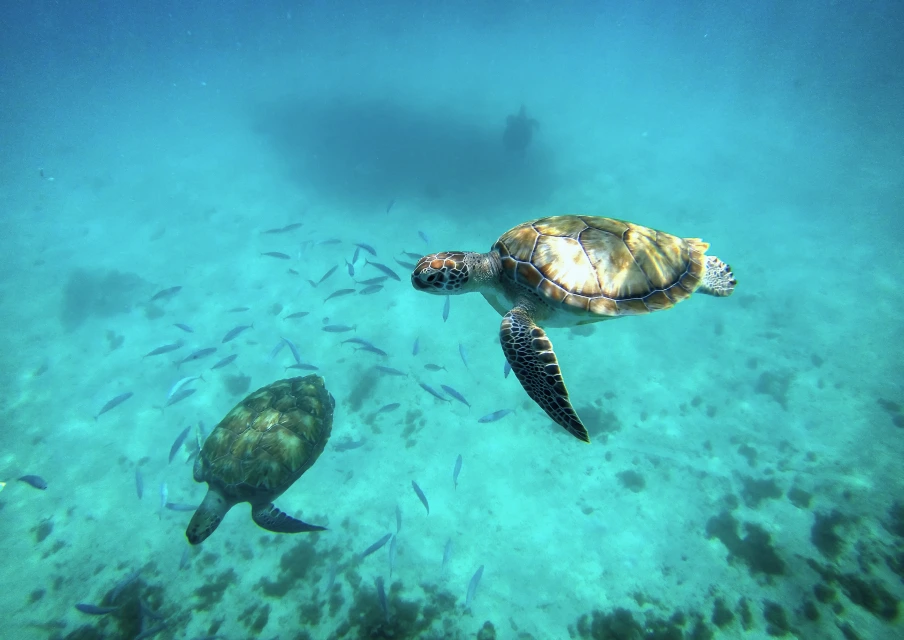 Sea turtles swimming among fish in clear turquoise water