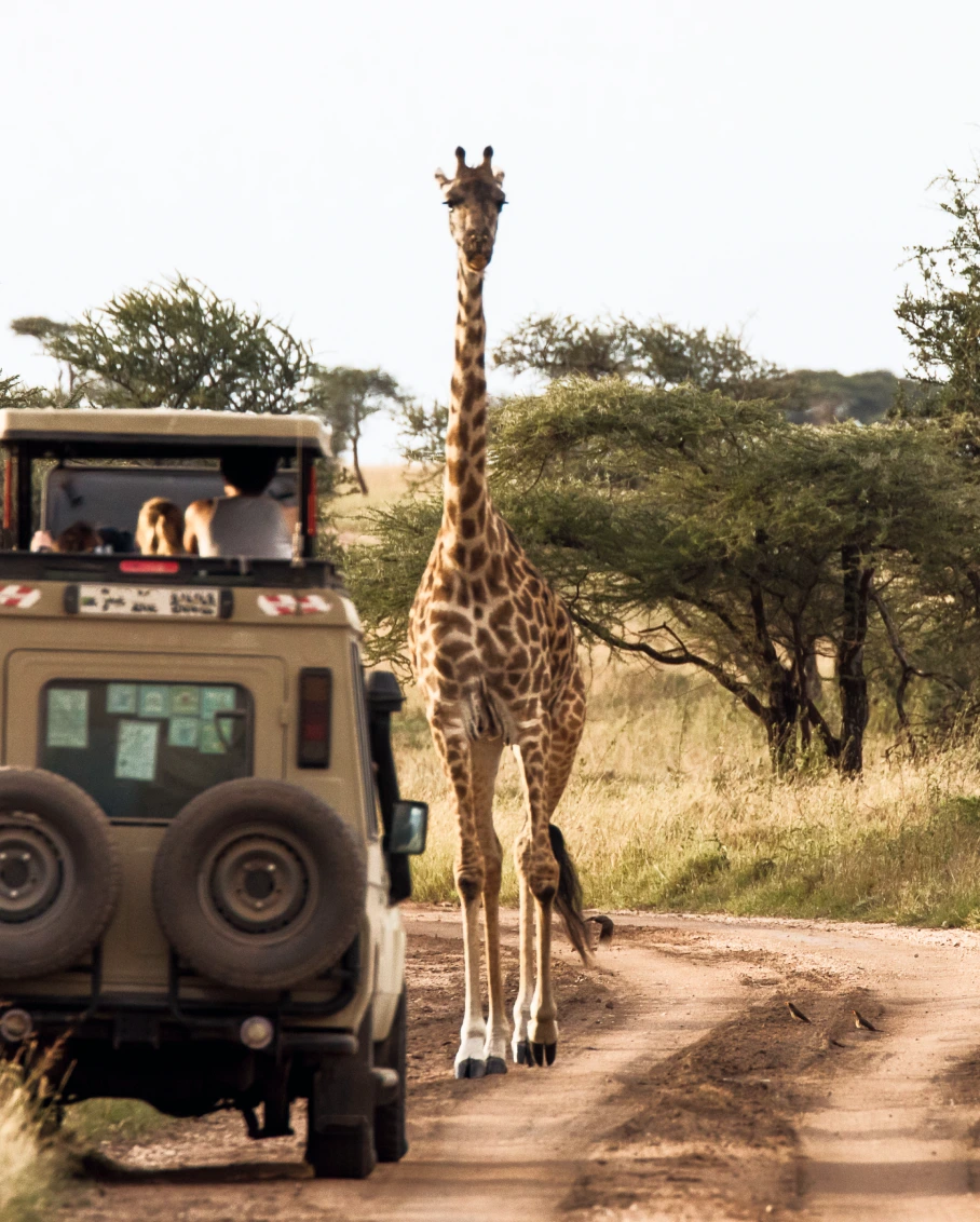 Safari vehicle stopped beside a giraffe on a dirt track