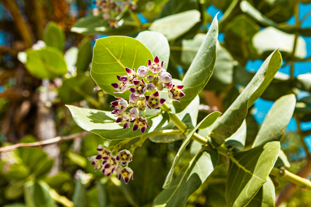 Close-up of a flowering tropical shrub